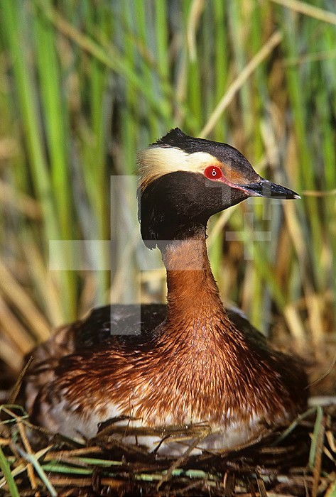 Horned Grebe on the nest ,Podiceps auritus, North America.