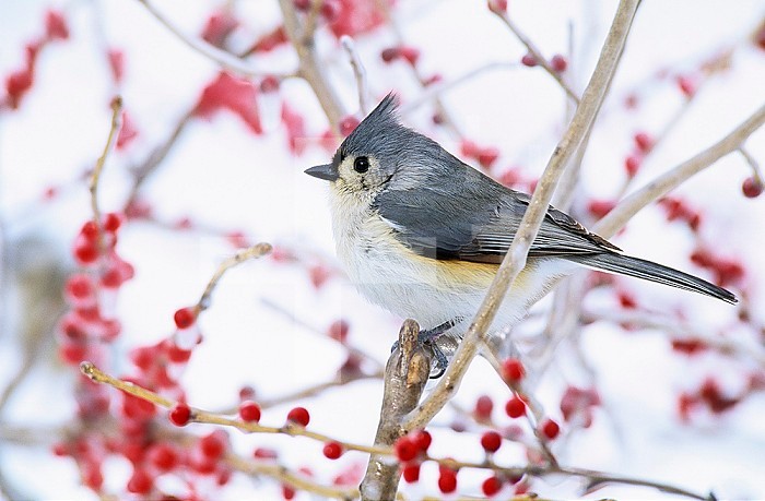 Tufted Titmouse in icy deciduous holly (Baeolophus bicolor), with fluffed feathers against the cold (piloerection), North America.