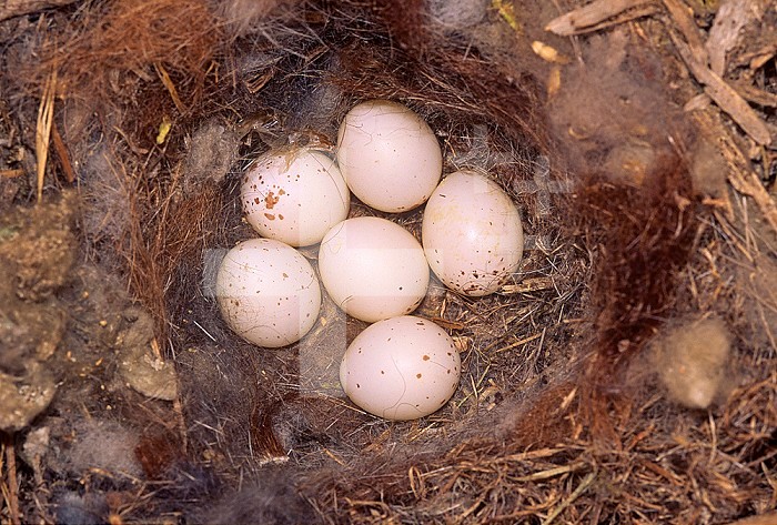 Tufted Titmouse nest with six eggs ,Baeolophus bicolor, Eastern North America.
