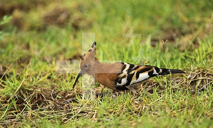 African Hoopoe (Upupa epops africana) foraging for food with its long bill, Kenya, Africa.