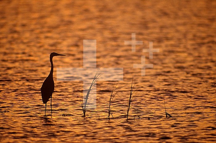 Tricolored Heron fishing, silhouette view at twilight, ,Egretta tricolor, Southern USA.