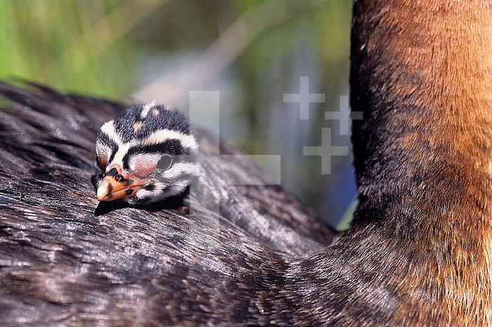 Close-up of a Red-necked Grebe on its nest with one chick nestled in the feathers on its back (Podiceps grisegena), North America.
