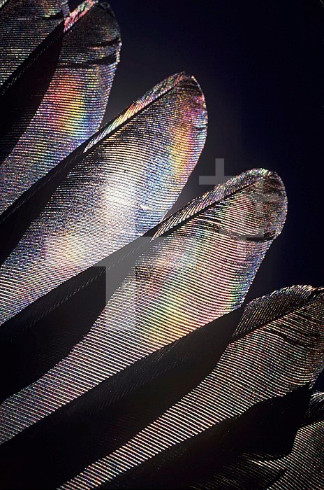 Close-up view of Blue Jay primary flight feathers ,Cyanocitta cistata, Eastern North America.