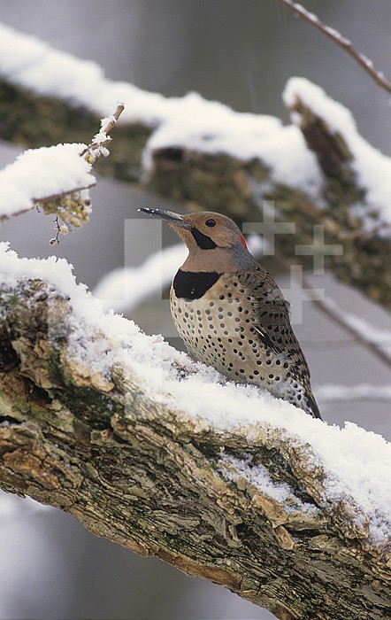 Male Northern Flicker with fluffed feathers for protection against the cold (Colaptes auratus), USA.