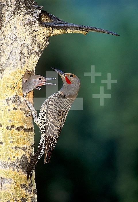 Male Northern or Red-shafted Flicker at its nest hole with young in an Aspen tree (Colaptes auratus), North America.