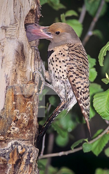 Female Northern or Red-shafted Flicker feeding its young in their nest hole in a tree ,Colaptes auratus, North America.