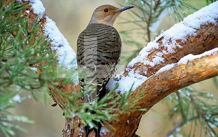 Northern, Common, or Red-shafted Flicker (Colaptes auratus), North America.