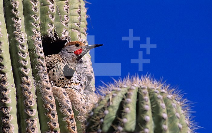 Gilded Flicker in its nest hole in a Saguaro Cactus ,Colaptes auratus,, Sonoran Desert, Arizona, USA.