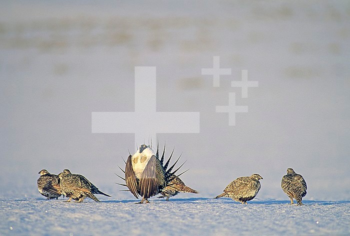 Sage Grouse ,Centrocercus urophasianus, male displaying before a group of females, North American grasslands.