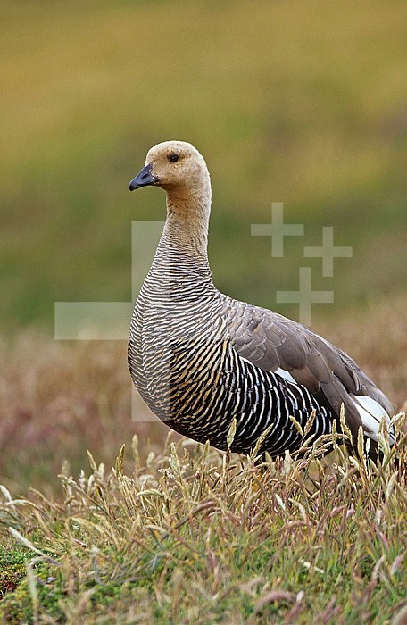 Female Upland Goose ,Chloephaga picta,, Falkland Islands.