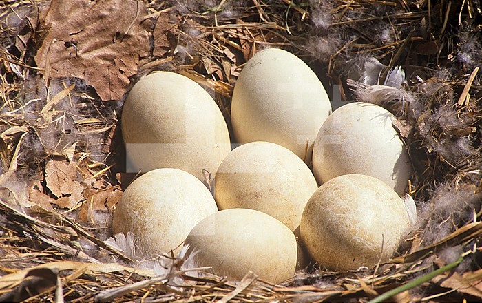 Canada Goose nest with seven eggs ,Branta canadensis, North America.