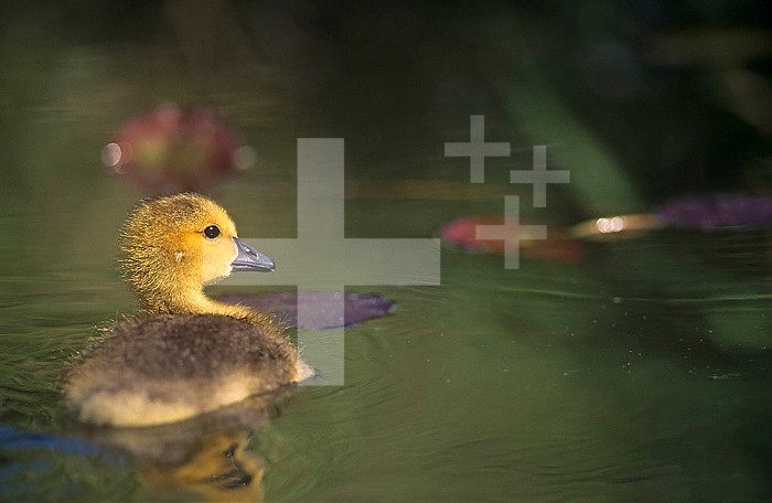 Canada Goose gosling or chick on water ,Branta canadensis,, North America.