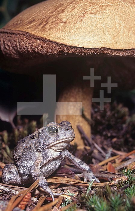 Fowler's Toad sitting under a Toadstool ,Bufo woodhousii fowleri,, Eastern North America.