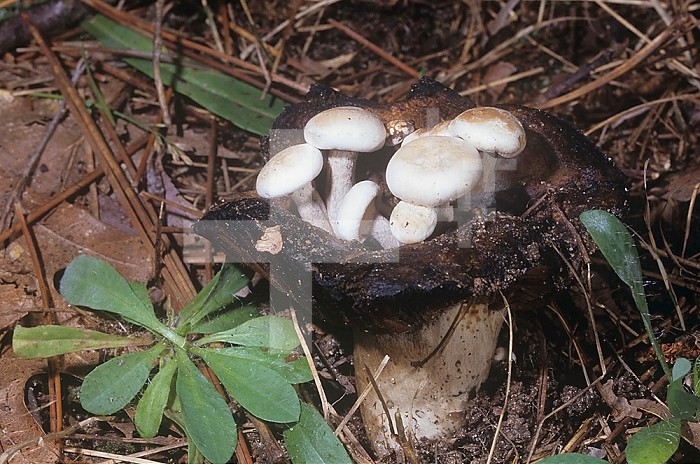 Parasitic Powder Cap Mushrooms (Asterophoroa lycoperdoides) growing on a Russula Mushroom, North America.