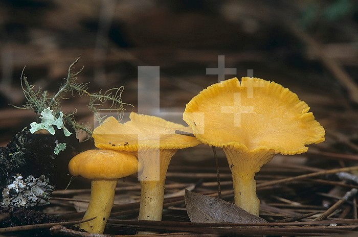 Chanterelle Mushroom (Cantharellus cibarius), North America.