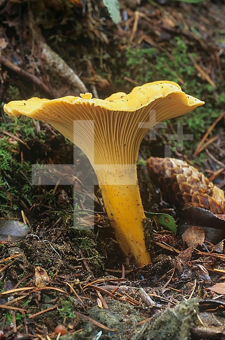 Chanterelle Mushroom ,Cantharellus cibarius,, North America.