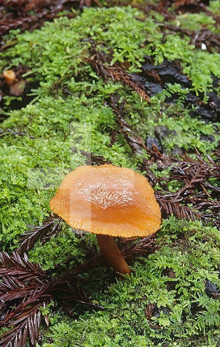 Common Laccaria Mushroom growing among mosses on the forest floor ,Laccaria laccata,, Basidiomycetes, Tricholomataceae, North America.