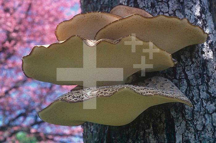 Polypore Mushrooms growing on a decaying tree ,Polyporus squamosus, North America.