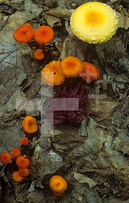 Mushroom variety growing in leaf litter on a hardwood forest floor, North America.