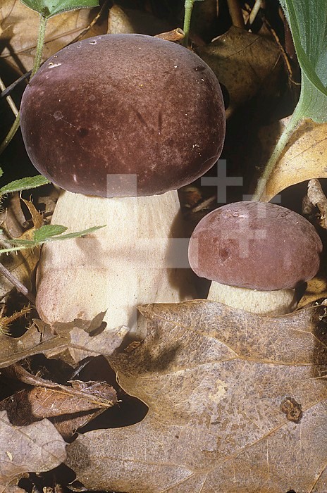 Violet-gray Bolete Mushroom (Tylopilus plumbeoviolaceus), North America.