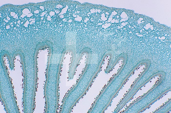 Cross-section of an Inky Cap Mushroom ,Coprinus comatus, pileus, gills, and spores. LM X18.