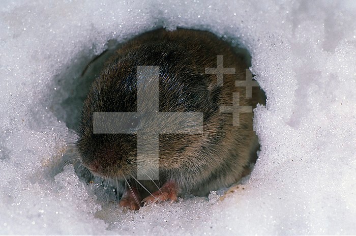 Pine Vole at the opening of its snow tunnel (Microtus pinetorum), North America.