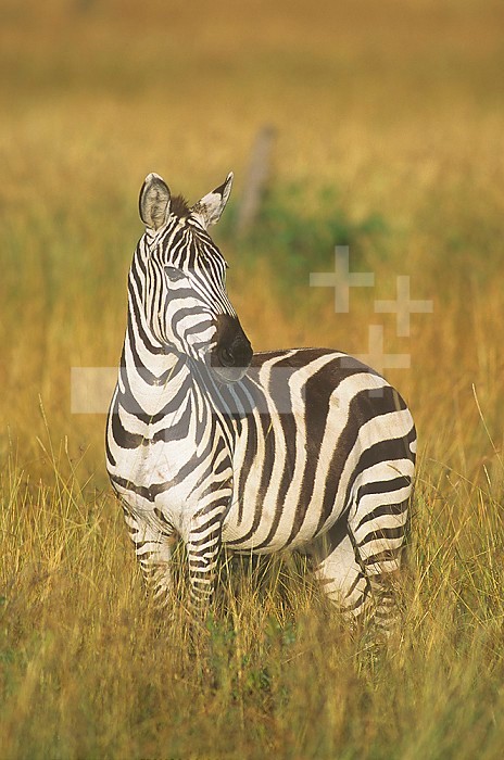 Burchell's or Common Zebra ,Equus burchellii,, Masai Mara, Kenya, Africa.