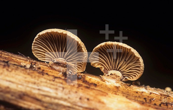Luminescent Panellus Mushrooms growing on a decaying tree (Panellus stipticus), North America.