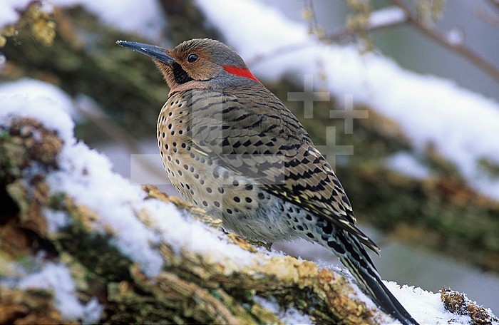 Male Flicker (Colapted auratus) in the snow showing its fluffed feathers (piloerection) as a means of thermoregulation against the cold, North America.