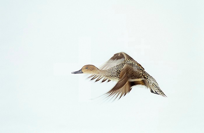 Female Pintail Duck flying (Anas acuta), North America.