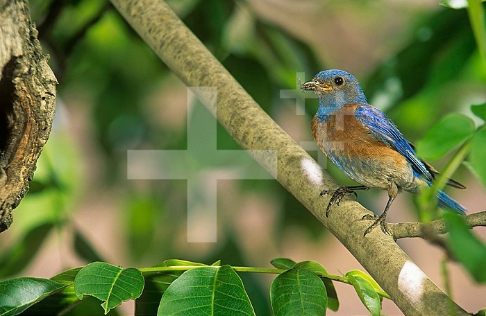Male Western Bluebird (Sialia mexicana) with an insect in its bill, North America.