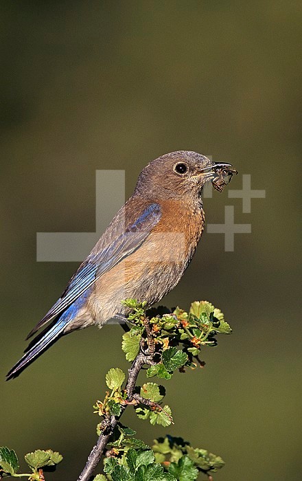 Female Western Bluebird ,Sialia mexicana, with an insect in its bill, North America.