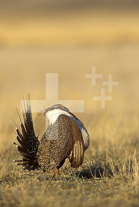 Male Sage Grouse ,Centrocercus urophasianus, courtship display on its lek, North American grasslands.