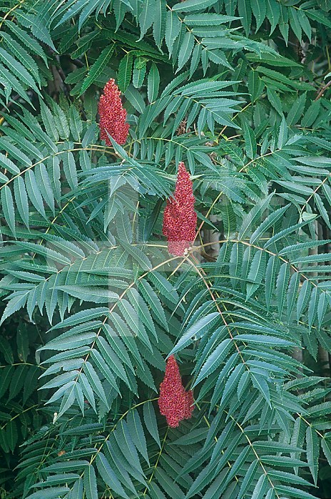Staghorn Sumac flowers fruiting ,Rhus typhina, North America.