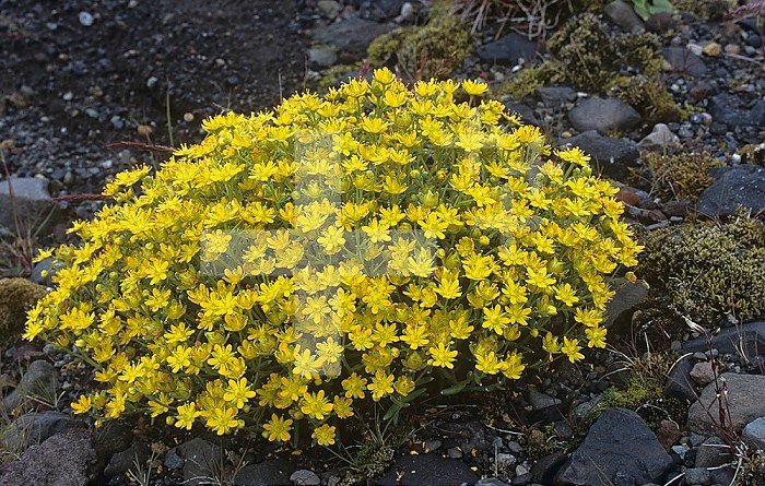 Yellow Saxifrage ,Saxifraga aizoides,, an arctic tundra wildflower, Iceland.