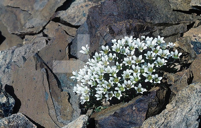Tufted Saxifrage ,Saxifraga cespitosa, an arctic and alpine tundra wildflower.