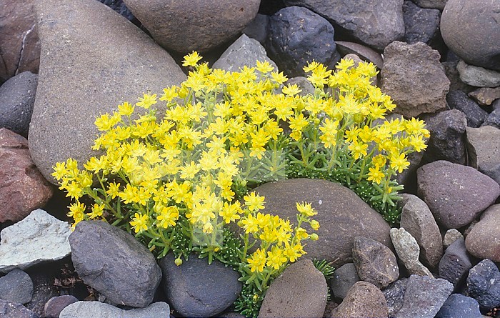 Yellow Saxifrage ,Saxifraga aizoides,, a small Arctic tundra wildflower, Iceland.