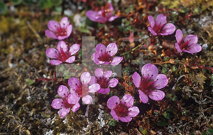 Purple Saxifrage ,Saxifraga oppositifolia,, an arctic tundra wildflower, Svalbard, Norway, Europe.