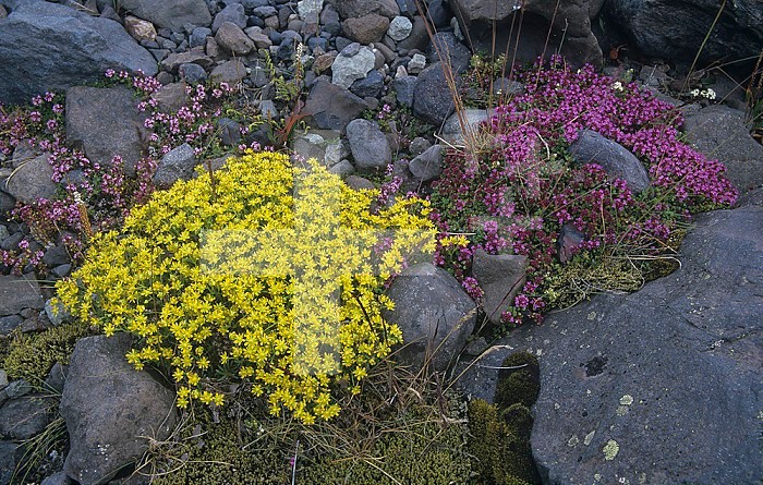 Tundra wildflowers in Iceland, Wild Thyme ,Thymus praecox, and Yellow Mountain Saxifrage ,Saxifraga aizoides,.