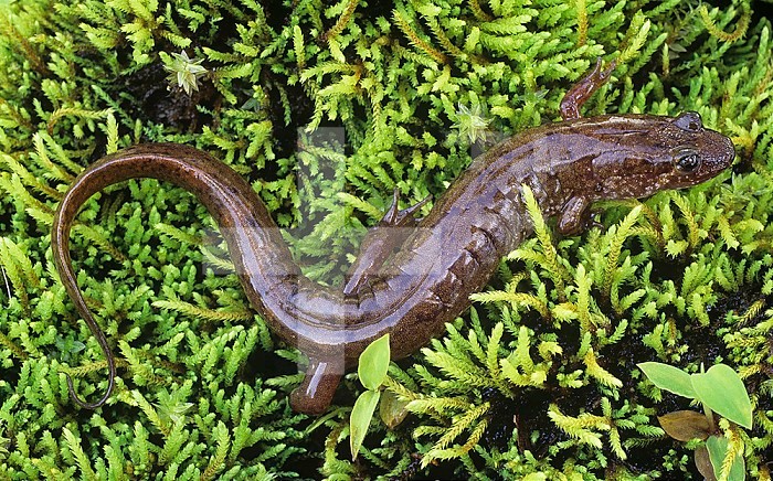 Seal Salamander ,Desmognathus monticola,, Eastern North America.