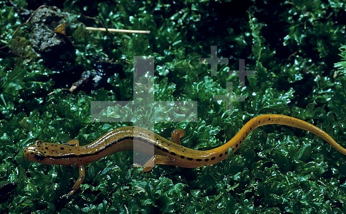 Blue Ridge Two-lined Salamander ,Eurycea bislineata wilderae,, Eastern North America.