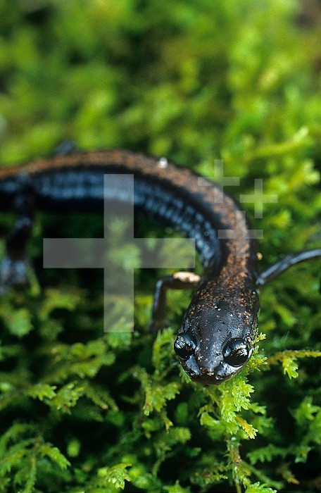 Shenandoah Salamander (Plethodon shenandoah), an endangered Appalachian endemic species with a very restricted range in Virginia, USA.