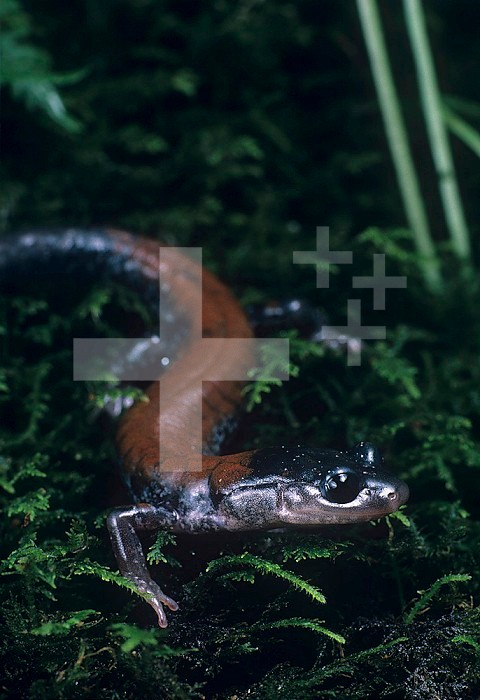 Yonahlossee Salamander (Plethodon yonahlossee), a rare Appalachian endemic species, Tennessee, USA.