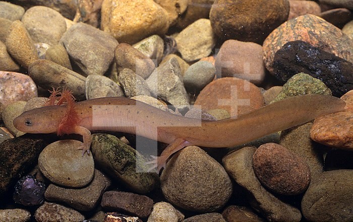 Red Salamander larva with external gills ,Pseudotriton ruber,, Eastern North America.
