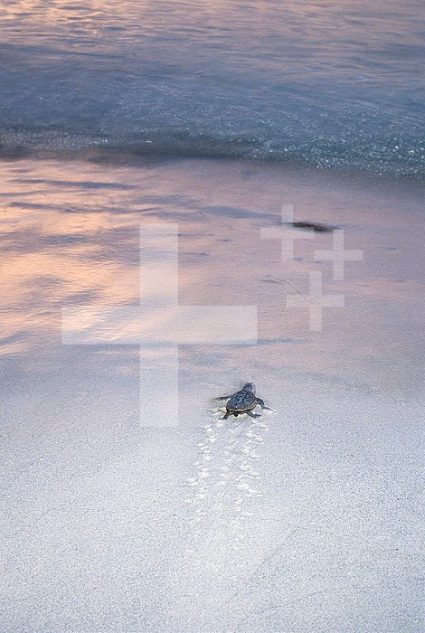 Loggerhead Sea Turtle hatchling heading for the sea after hatching (Caretta caretta), Florida, USA....