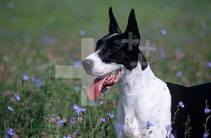 Great Dane variety of domestic dog.