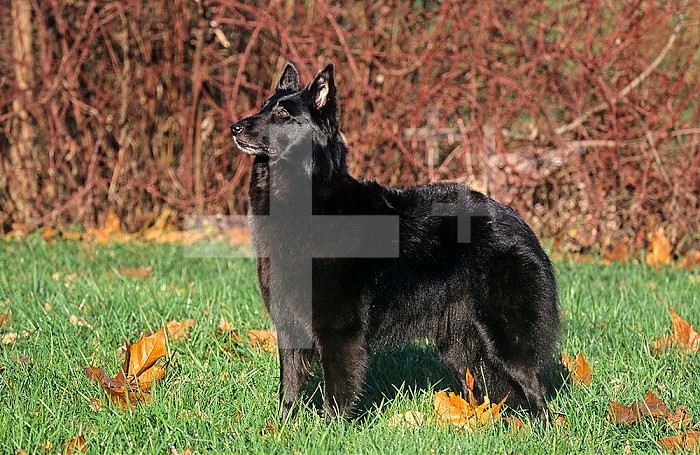 Belgian Sheepdog variety of domestic dog.