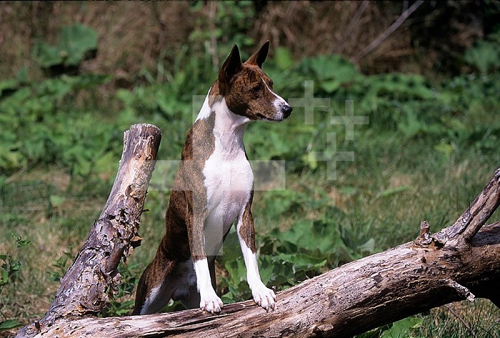 Basenji variety of domestic dog.
