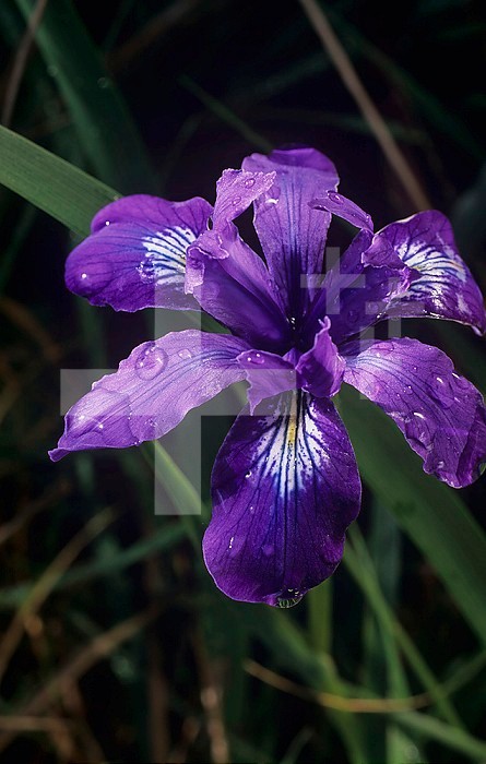 Douglas Iris ,Iris douglasiana,, California, USA.
