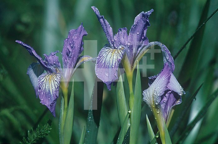 Douglas Iris ,Iris douglasiana,, California, USA.